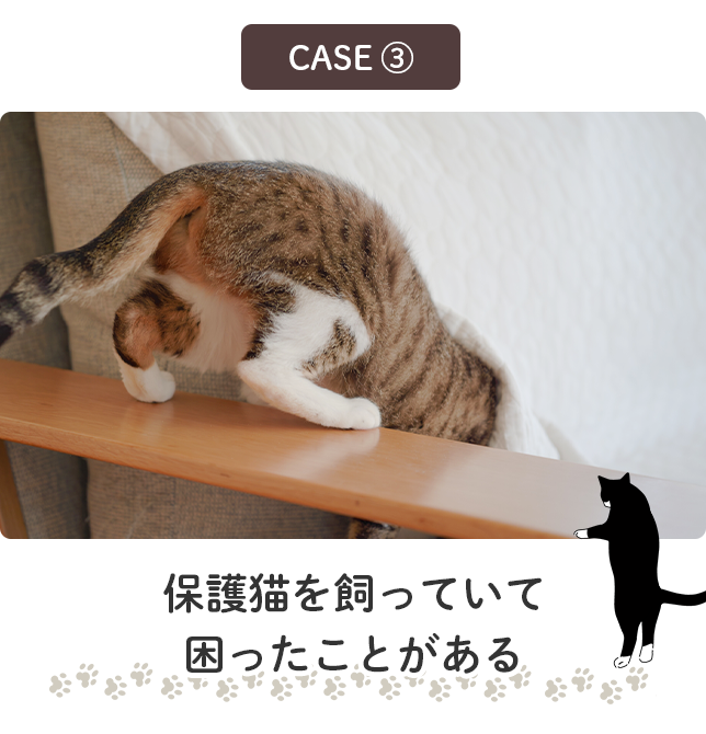 保護猫を飼っているが困ったことがある